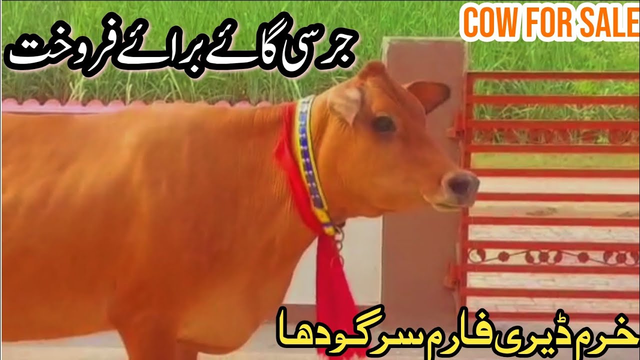 Jersey Cow For Sale in Pakistan جرسی گائے برائے فروخت Khurraam