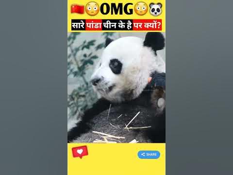 Why China own all pandas | why panda's world's most expensive animal