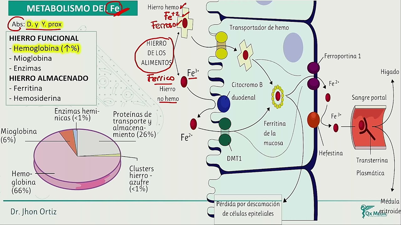 Pastillas para acelerar el metabolismo en farmacias