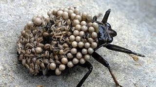 World's Rarest Insect - *WARNING* Graphic Content