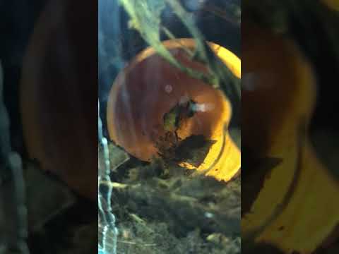 Apistogramma Cacatuoides orange