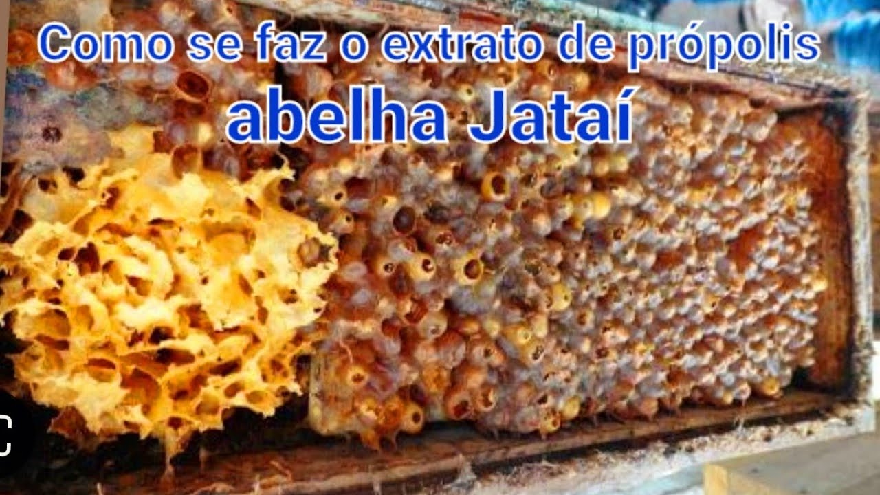 Como se faz o extrato de própolis da abelha Jataí