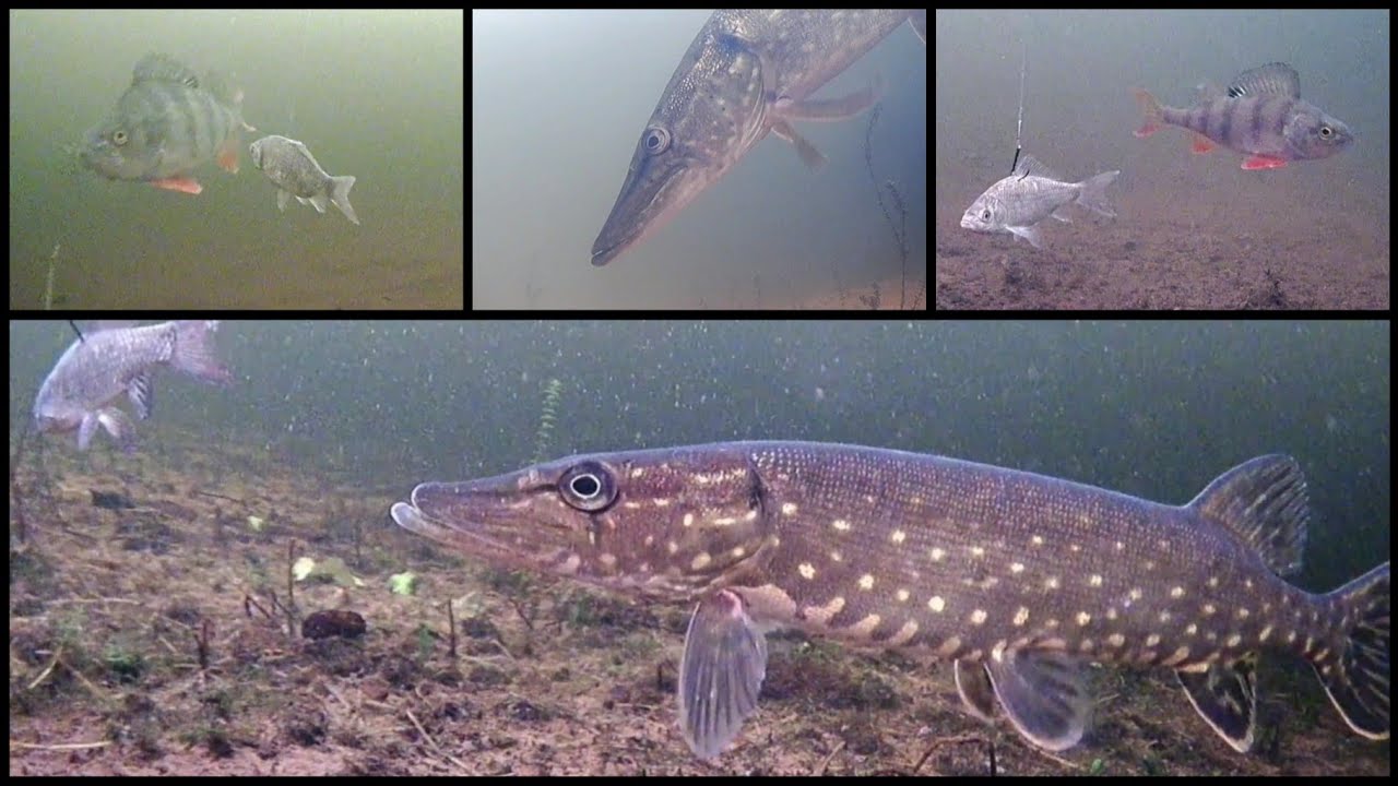 37.под водой / underwater