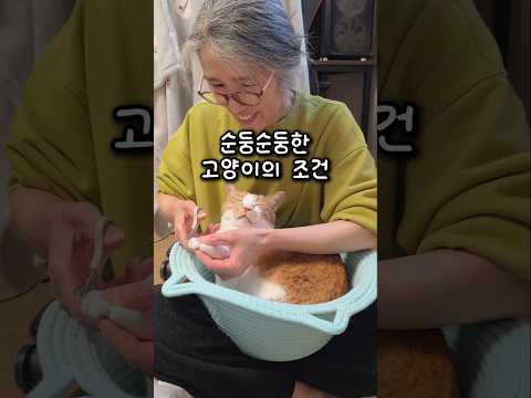 고양이 9마리 발톱깎이기의 달인