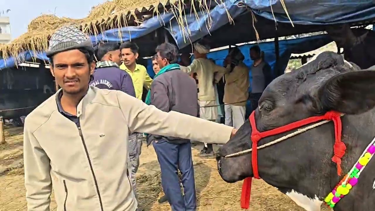 जरूआ पशु मंडी से अच्छी अच्छी गाय का रेट जाने 