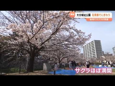 Cherry blossoms are in full bloom in various locations: A summary