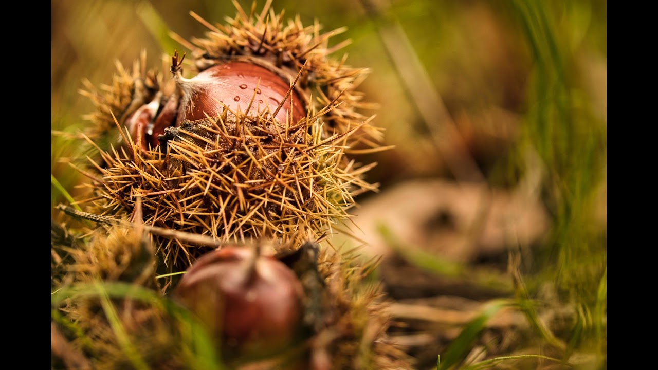 How the Chestnut Burrs Became - An American Folktale