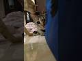 reaction of my cat #viralreels #funny #funnycatvideo1hour #cat