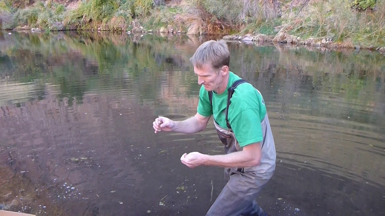 green sunfish eradication at Lees Ferry Slough
