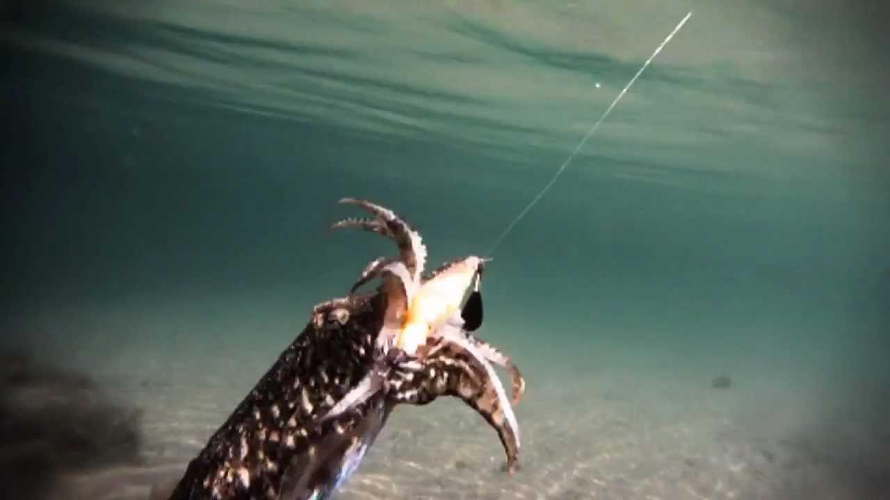 rapala squid jig