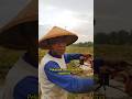 Nasib Petani Hari Ini Adalah Masa Depan Pangan Kita!