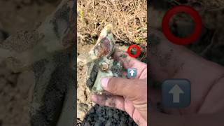 Treasure Found: Expensive Stone Bird | Rare Gem Artifact Discovery