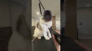 Akita goes to the groomer akitadoggroomingdoglover