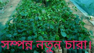 চই ঝলর চর কথয পব? চই ঝলর চর চই ঝল চষ পদধত চই ঝলর নতন চর ঝড চই গছ চই