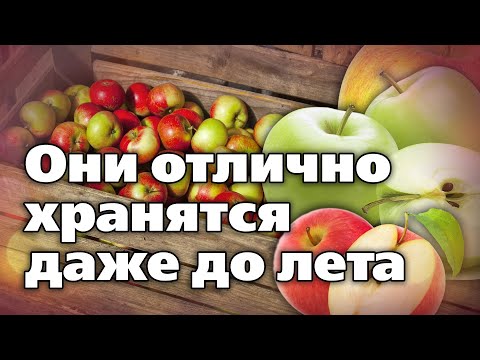 ТОП - 5 сортов яблок для длительного хранения