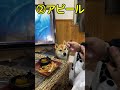 肉野菜炒めの日の柴犬てぃーだ #柴犬てぃーだ #柴犬 #かわいい