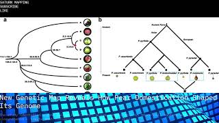 Saturn Mapping Info Presents: New Genetic Map Reveals How Pear Domestication Shaped Its Genome