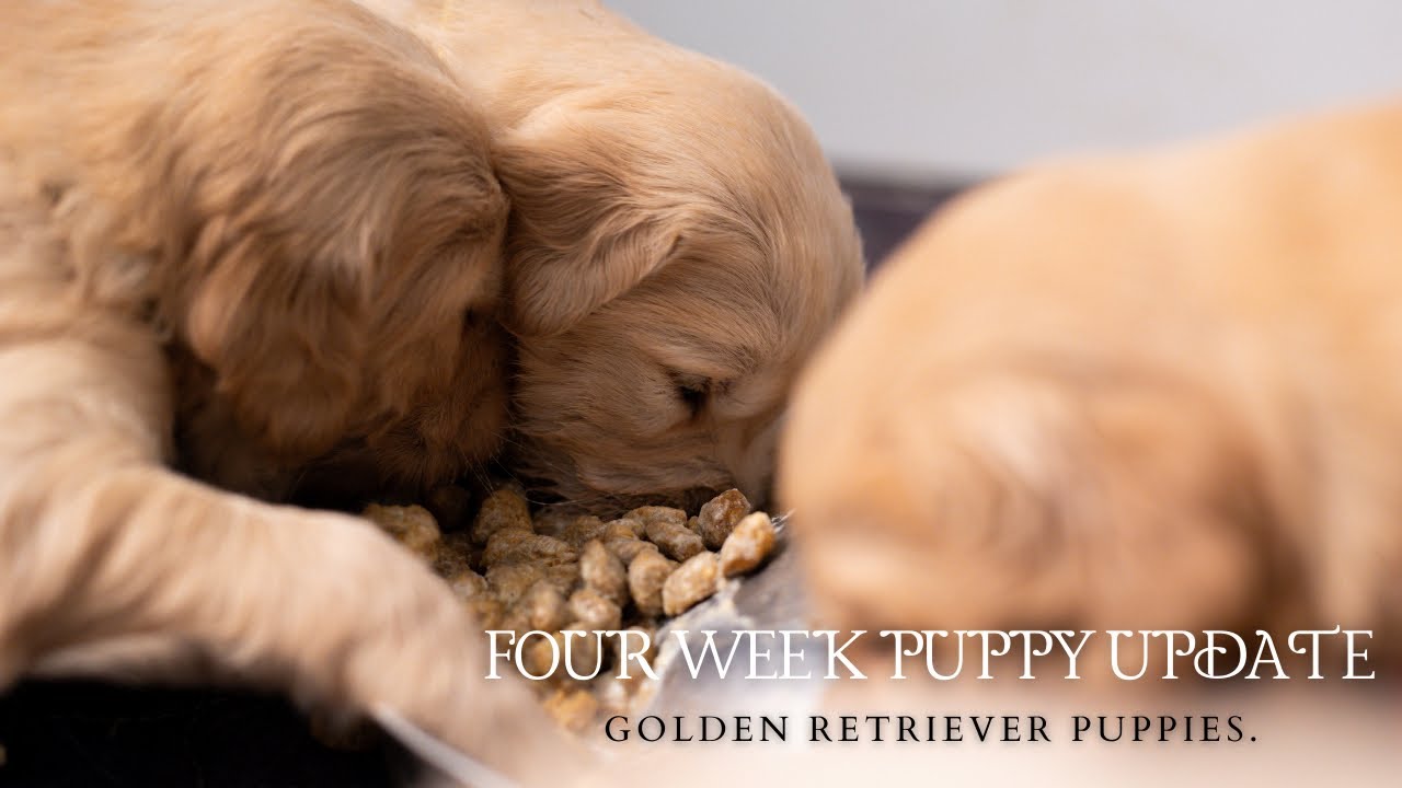 Halfway to Go-Home Day! Big Puppy Milestones + Preparing for Your New Puppy 🐾