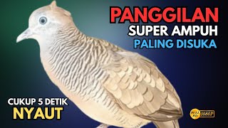 Perkutut Lokal Gacor Suara Super Besar | Pancingan Untuk Semua Burung Perkutut Agar Cepat Bunyi V69