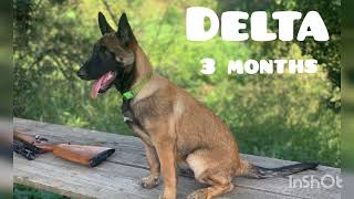 How to (play) with a Belgian Malinois puppy? Delta 3 months old .