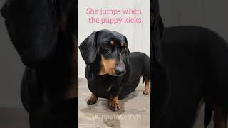 Sausage dogs pregnant belly is huge | 56 days Pregnant Mini Dachshund Guide