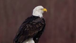 Eagles on the Nooksack river in WA