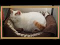猫の冬眠？寒さに耐えてサンルームで寝る頑固なキクちゃん☆Stubborn Kiku who endures the cold and sleeps in the solarium