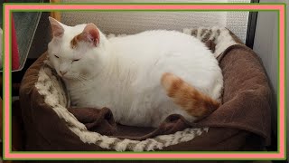 猫の冬眠？寒さに耐えてサンルームで寝る頑固なキクちゃん☆Stubborn Kiku who endures the cold and sleeps in the solarium