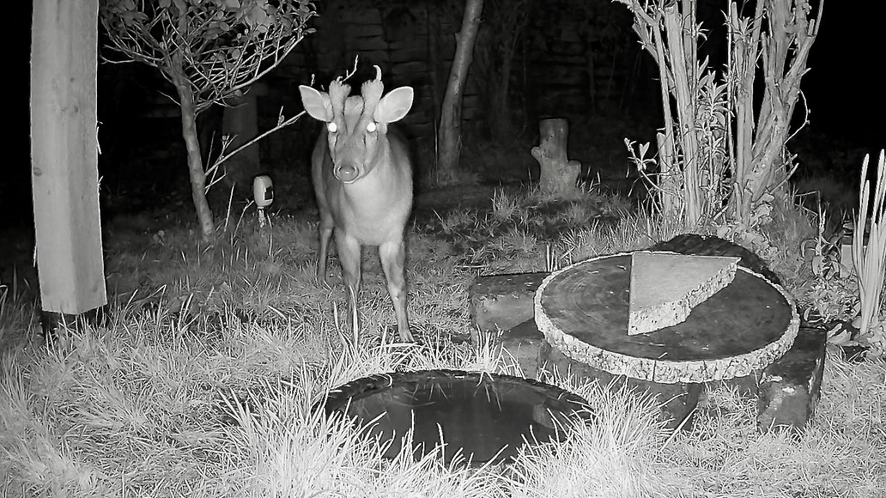 Wild Garden Diary March 1st-2nd