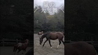 嵐の大乱舞　#クローバー牧場  #オハナ #クリカ