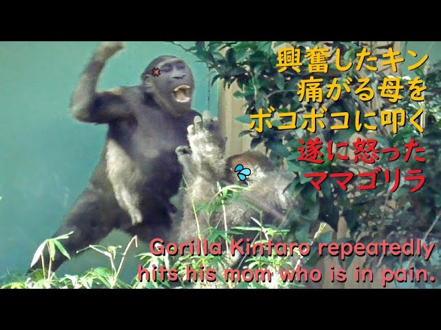 Gorilla Kintaro goes berserk and hits his mom repeatedly. His mom