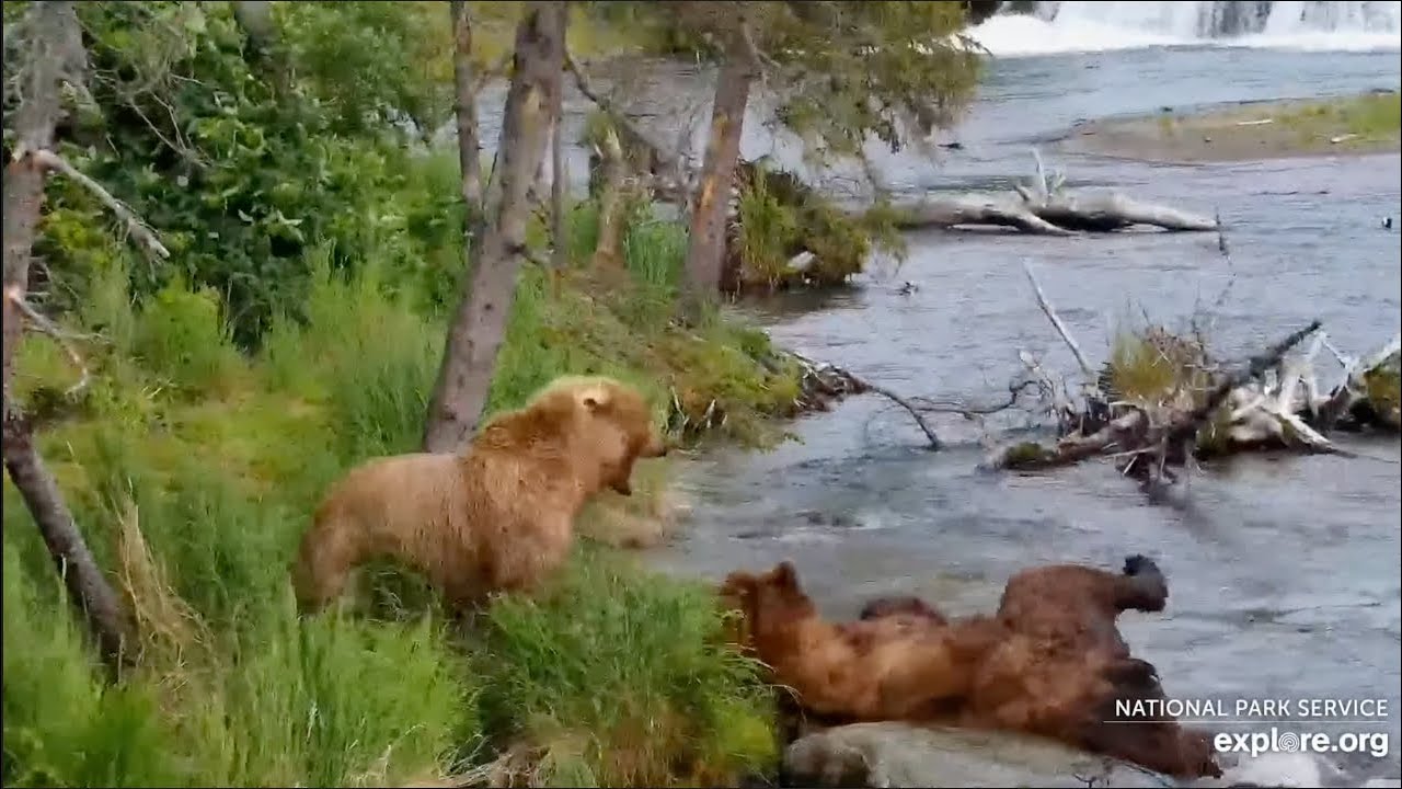 138 Tries to Swipe 128 Grazer's Fish - July 2, 2025 (explore.org)