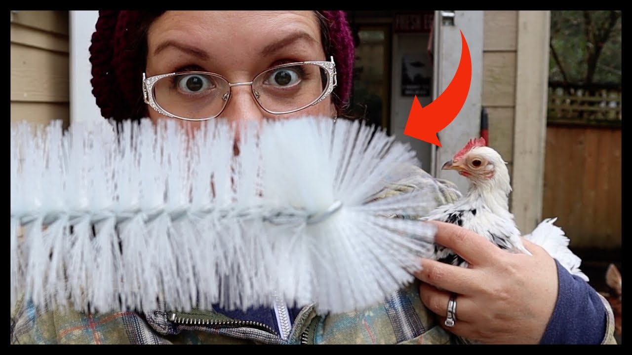 Chicken Coop HACK! How to Clean a Chicken Waterer