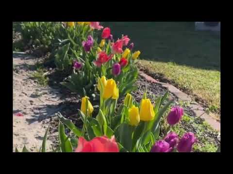 #Tulips #Shorts Spring Garden Short Flower Garden 2022 Beautee In The Garden