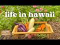 Huge Harvest at our Homestead in Hawai'i 🌺