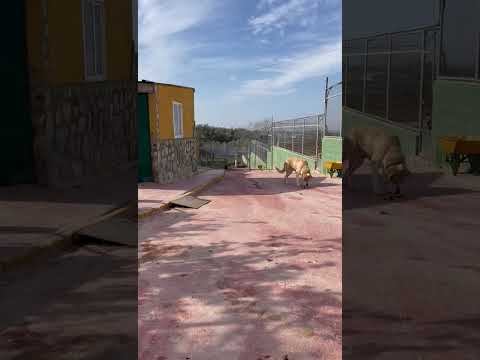 Lina sucht ein Zuhause