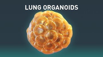 Lung Organoids | Science Animation | Medical Animation