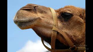Curiosidades sobre los Camellos tienen párpados transparentes para ver durante tormentas de arena