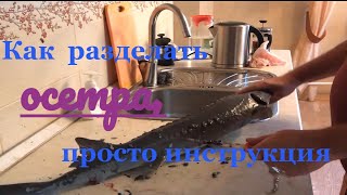 Осётр, как просто почистить и разделать, видео-инструкция, жареный осетр Осётр, как просто почистить и разделать, видео-инструкция, жареный осетр