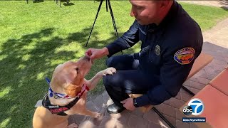 OCFA therapy K9 dog helps firefighters relieve stress, improve mental health