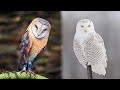 دنیا میں موجود 10 سب سے خوبصورت پرندے | Most Beautiful And Dangerous Birds In The World | #MazharTv