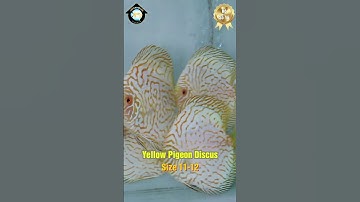 Discus House | Trang Trại Cung Cấp Cá Dĩa Sỉ & Lẻ Trên Toàn Quốc.