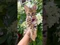 F1 Savannah Cat For Sale