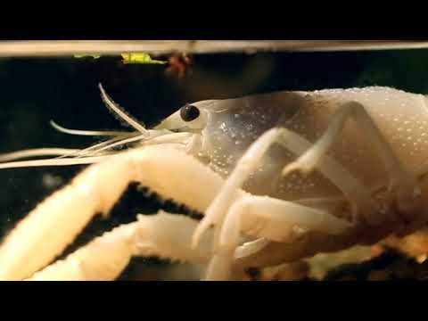 TRIPLE HIDDEN VIDEO: The Crayfish Encounter - TRIPLE HIDDEN VIDEO: The Crayfish Encounter