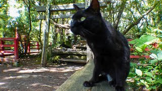 猫神社の守人の黒猫ちゃん