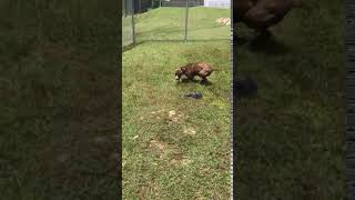 Meet A Terrier Pit Bull Currently Available For Adoption 592019 31538 Pm