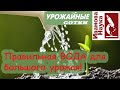 Не всходят семена и не растет рассада? Виноватой может быть вода!