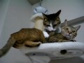 しつこく噛みすぎる猫と怒りまくる猫～ぽっけ♂→ぴっち♀～　A cat that bites too much & Angry cat ～Picchi♀＆Pokke♂～
