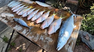Yellowtail Snapper, Cero Mackerel and Triggerfish - Fishing Miami/Ocean Reef - Trolling & Chumming