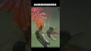 Hummingbirds #hummingbird #shorts #birds #shortsfeed #animals